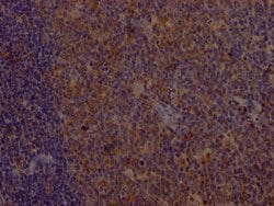 Invitrogen CD80 Recombinant Rabbit Monoclonal Antibody (3C3) 100 &mu;L;