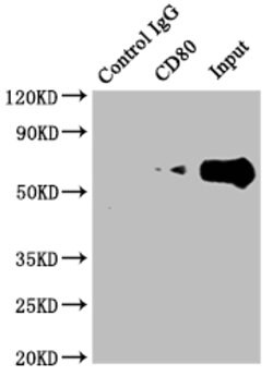 Invitrogen CD80 Recombinant Rabbit Monoclonal Antibody (3C3) 100 &mu;L;