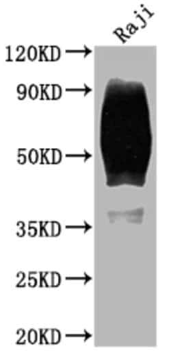 Invitrogen CD80 Recombinant Rabbit Monoclonal Antibody (3C3) 100 &mu;L;