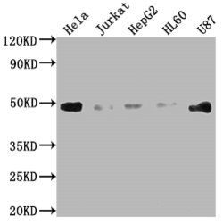 Invitrogen FAS Recombinant Rabbit Monoclonal Antibody (2B6) 100 &mu;L;