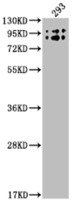 Invitrogen Butyrylcholinesterase Recombinant Rabbit Monoclonal Antibody
