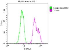 Invitrogen BUBR1 Recombinant Rabbit Monoclonal Antibody (7H4) 100 &mu;L;
