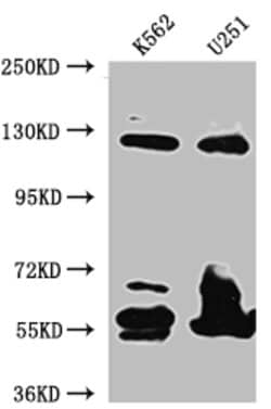 Invitrogen BUBR1 Recombinant Rabbit Monoclonal Antibody (7H4) 100 &mu;L;