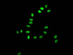 Invitrogen Ku80 Recombinant Rabbit Monoclonal Antibody (5G3) 100 &mu;L;