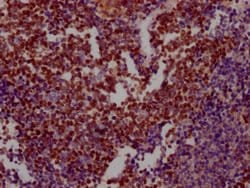 Invitrogen Ku80 Recombinant Rabbit Monoclonal Antibody (5G3) 100 &mu;L;