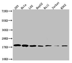 Invitrogen TOMM22 Recombinant Rabbit Monoclonal Antibody (7C11) 100 &mu;L;