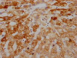 Invitrogen AIF Recombinant Rabbit Monoclonal Antibody (4B2) 100 &mu;L;