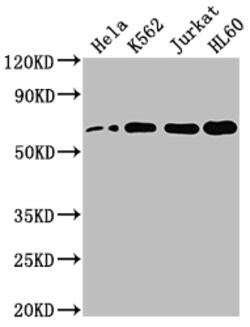Invitrogen HDAC1 Recombinant Rabbit Monoclonal Antibody (10A1) 100 &mu;L | Buy Online | Invitrogen&trade; | Fisher Scientific