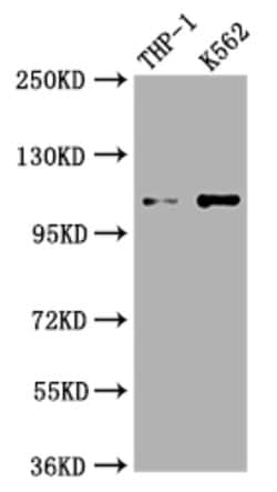 Invitrogen Complement C3 Recombinant Rabbit Monoclonal Antibody (4D12)
