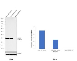 Invitrogen HMGB1 Recombinant Rabbit Monoclonal Antibody (1A1) 100 &mu;L;