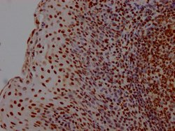 Invitrogen HMGB1 Recombinant Rabbit Monoclonal Antibody (1A1) 100 &mu;L;