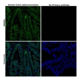 Invitrogen HMGB1 Recombinant Rabbit Monoclonal Antibody (1A1) 100 &mu;L;