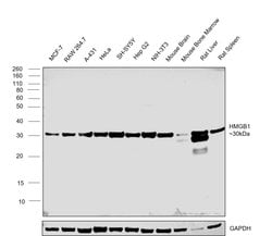 Invitrogen HMGB1 Recombinant Rabbit Monoclonal Antibody (1A1) 100 &mu;L;