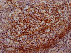 Invitrogen CD55 Recombinant Rabbit Monoclonal Antibody (1A5) 100 &mu;L;