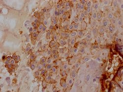 Invitrogen CD55 Recombinant Rabbit Monoclonal Antibody (1A5) 100 &mu;L;