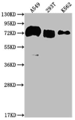Invitrogen CD55 Recombinant Rabbit Monoclonal Antibody (1A5) 100 &mu;L;