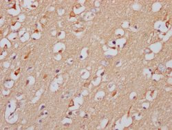 Invitrogen GABRA5 Recombinant Rabbit Monoclonal Antibody (5C11) 100 &mu;L;