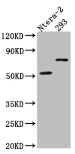 Invitrogen GABRA5 Recombinant Rabbit Monoclonal Antibody (5C11) 100 &mu;L;