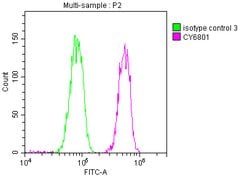 Invitrogen PABPN1 Recombinant Rabbit Monoclonal Antibody (6C3) 100 &mu;L;