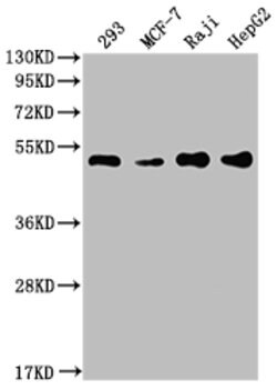 Invitrogen PABPN1 Recombinant Rabbit Monoclonal Antibody (6C3) 100 &mu;L;