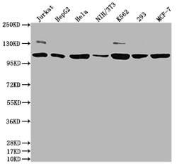 Invitrogen PIK3CA Recombinant Rabbit Monoclonal Antibody (10E5) 100 &mu;L;