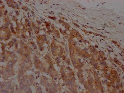 Invitrogen MMP12 Recombinant Rabbit Monoclonal Antibody (2G3) 100 &mu;L;