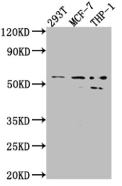 Invitrogen MMP12 Recombinant Rabbit Monoclonal Antibody (2G3) 100 &mu;L;