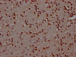 Invitrogen MAD2L2 Recombinant Rabbit Monoclonal Antibody (4D8) 100 &mu;L | Buy Online | Invitrogen&trade; | Fisher Scientific