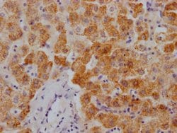 Invitrogen XDH Recombinant Rabbit Monoclonal Antibody (8A9) 100 &mu;L;