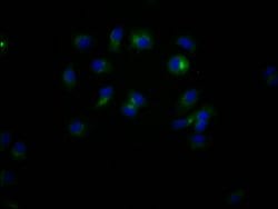 Invitrogen CD47 Recombinant Rabbit Monoclonal Antibody (4G11) 100 &mu;L;