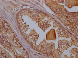 Invitrogen CD47 Recombinant Rabbit Monoclonal Antibody (4G11) 100 &mu;L;