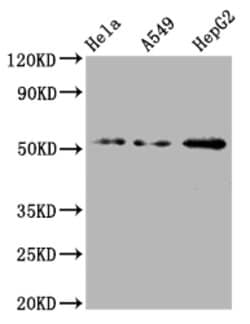 Invitrogen CD47 Recombinant Rabbit Monoclonal Antibody (4G11) 100 &mu;L;
