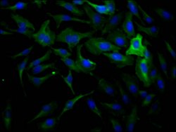 Invitrogen Dynamin 2 Recombinant Rabbit Monoclonal Antibody (1D8) 100 &mu;L;