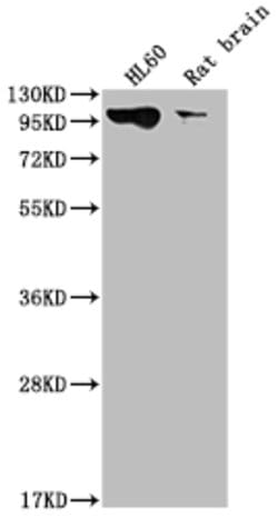 Invitrogen Dynamin 2 Recombinant Rabbit Monoclonal Antibody (1D8) 100 &mu;L;