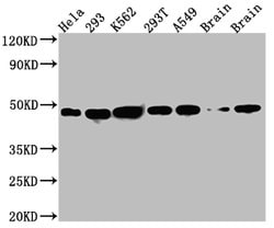 Invitrogen NUDC Recombinant Rabbit Monoclonal Antibody (6C3) 100 &mu;L | Buy Online | Invitrogen&trade; | Fisher Scientific