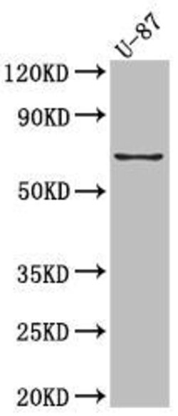 Invitrogen COX2 Recombinant Rabbit Monoclonal Antibody (10B2) 100 &mu;L;