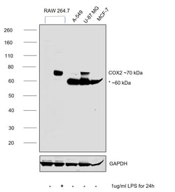 Invitrogen COX2 Recombinant Rabbit Monoclonal Antibody (10B2) 100 &mu;L;