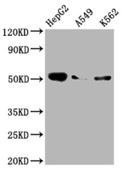 Invitrogen Factor IX Recombinant Rabbit Monoclonal Antibody (3G3) 100 &mu;L;