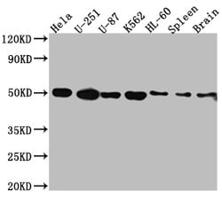Invitrogen DRD3 Recombinant Rabbit Monoclonal Antibody (5B10) 100 &mu;L;