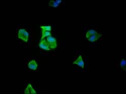 Invitrogen eIF5A Recombinant Rabbit Monoclonal Antibody (5E1) 100 &mu;L;