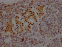 Invitrogen ISL1 Recombinant Rabbit Monoclonal Antibody (1A1) 100 &mu;L;