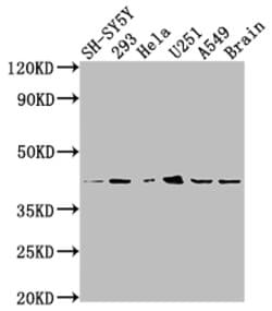 Invitrogen OPRD1 Recombinant Rabbit Monoclonal Antibody (7G7) 100 &mu;L;
