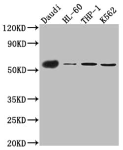 Invitrogen CD27 Recombinant Rabbit Monoclonal Antibody (4A1) 100 &mu;L;