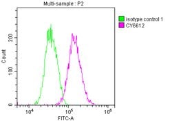 Invitrogen Glucocorticoid Receptor Recombinant Rabbit Monoclonal Antibody
