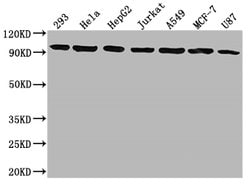 Invitrogen Glucocorticoid Receptor Recombinant Rabbit Monoclonal Antibody