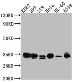 Invitrogen CDK2 Recombinant Rabbit Monoclonal Antibody (6A5) 100 &mu;L;