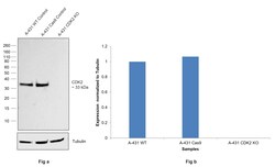 Invitrogen CDK2 Recombinant Rabbit Monoclonal Antibody (6A5) 100 &mu;L;