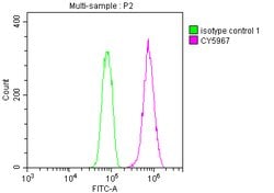 Invitrogen Cdc37 Recombinant Rabbit Monoclonal Antibody (10C3) 100 &mu;L;