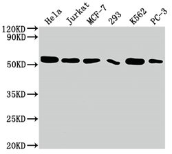 Invitrogen Cdc37 Recombinant Rabbit Monoclonal Antibody (10C3) 100 &mu;L;