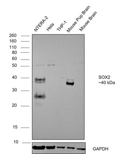 Invitrogen SOX2 Recombinant Rabbit Monoclonal Antibody (2E1) 100 &mu;L;
